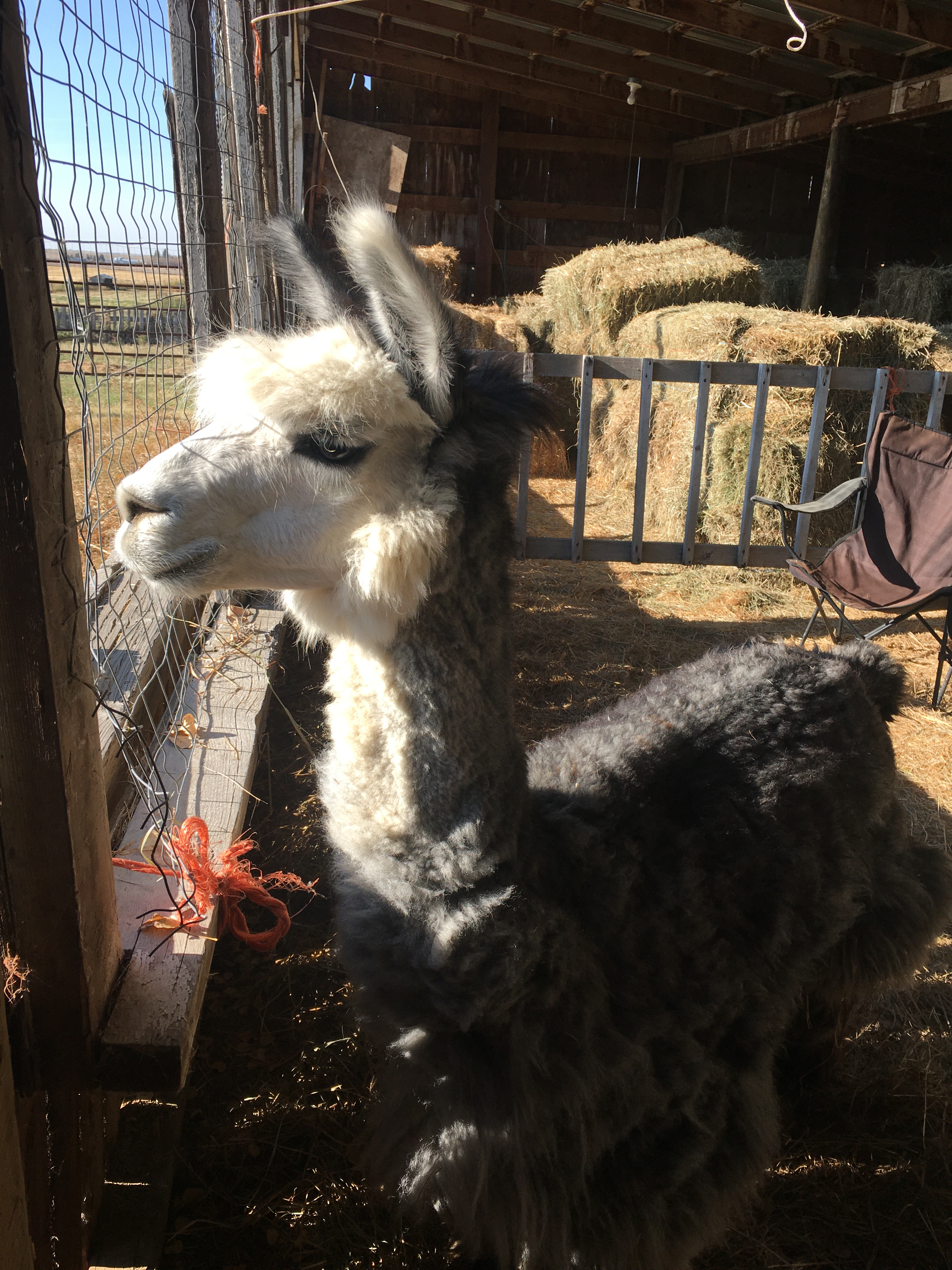 How to Spin Alpaca - From Farm to Yarn! – Jillian Eve